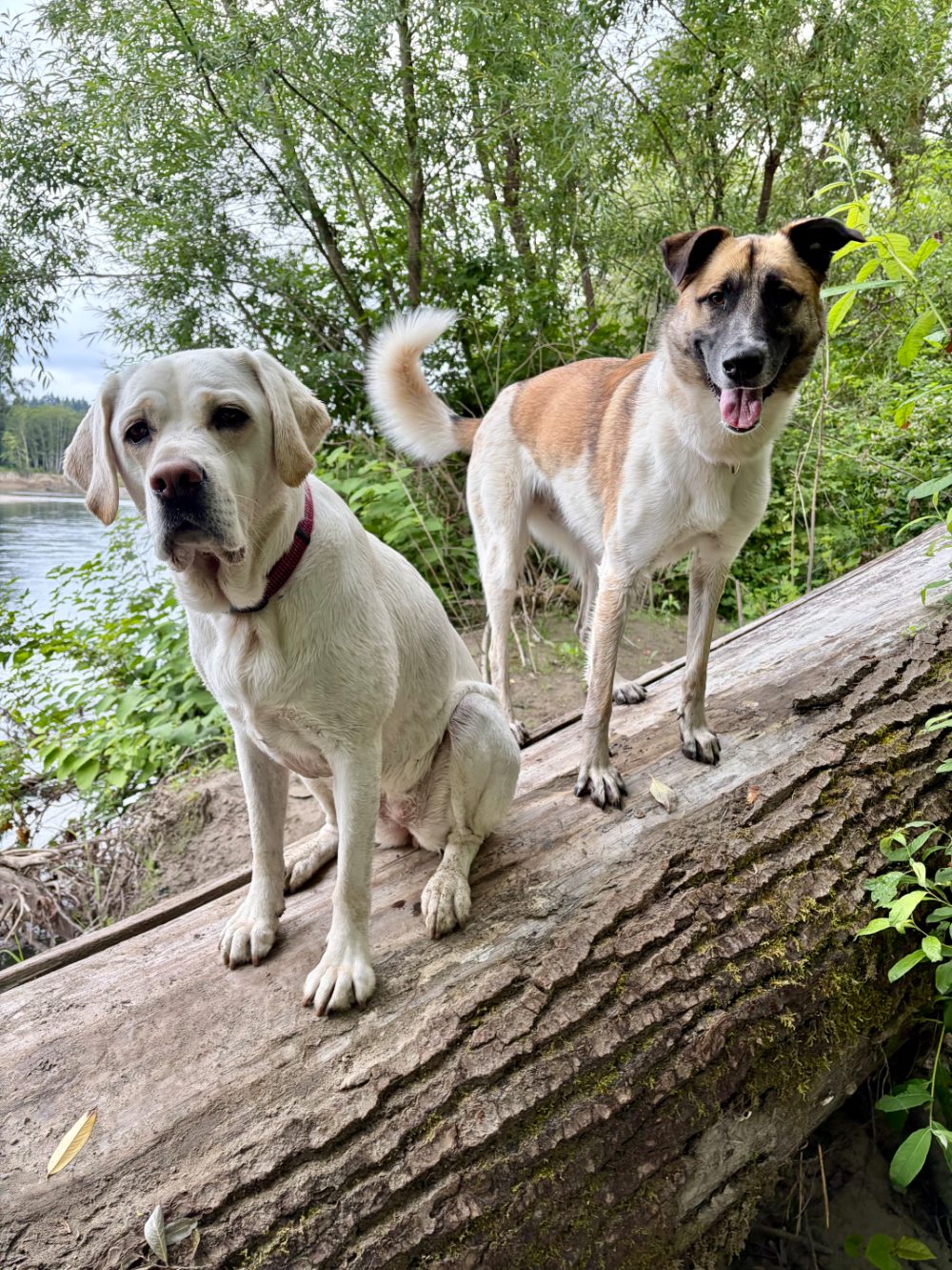 Guest dog having fun