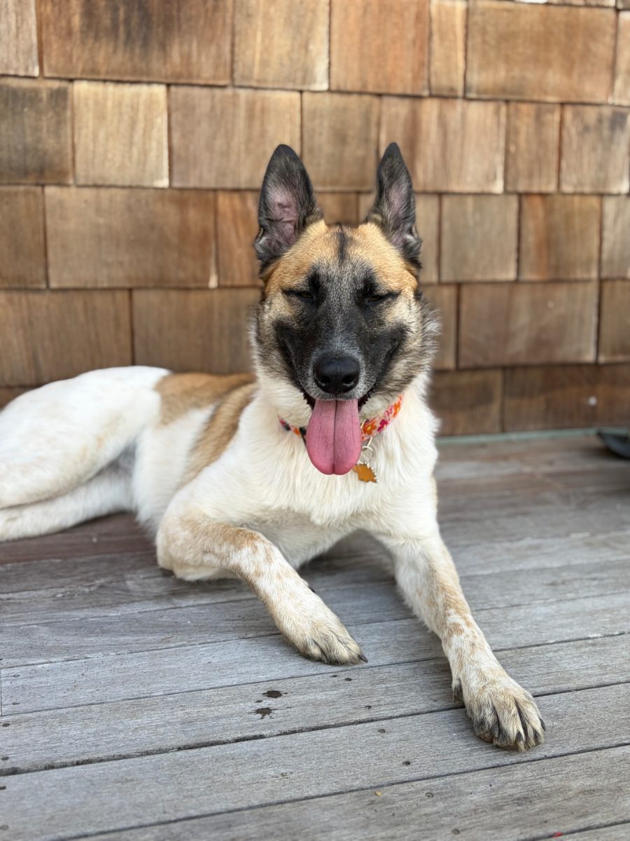 Mia, resident dog