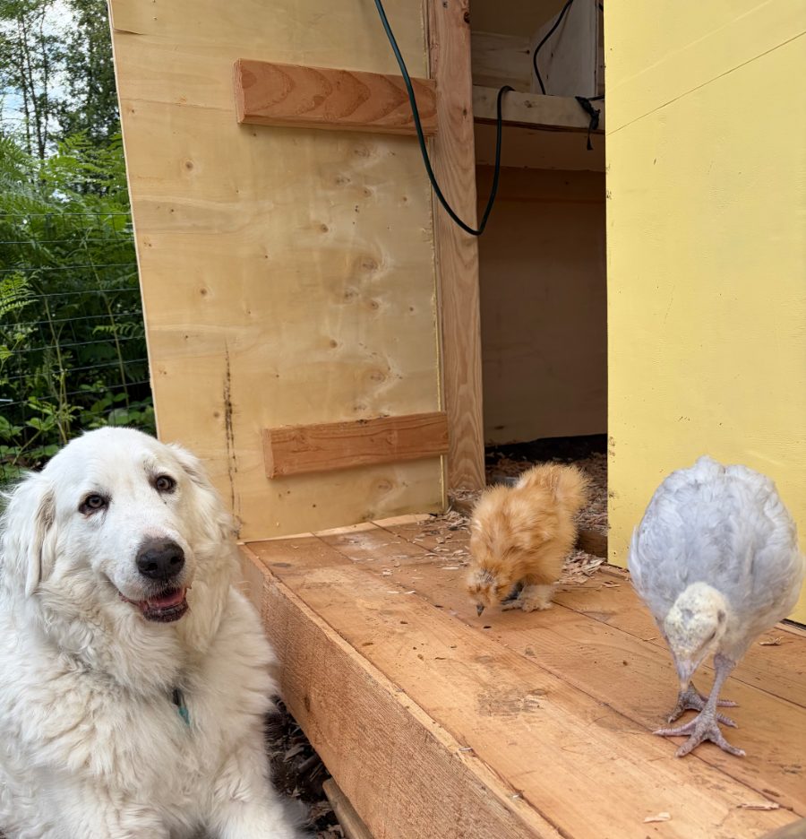 Spring, resident dog